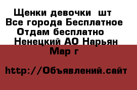 Щенки девочки 4шт - Все города Бесплатное » Отдам бесплатно   . Ненецкий АО,Нарьян-Мар г.